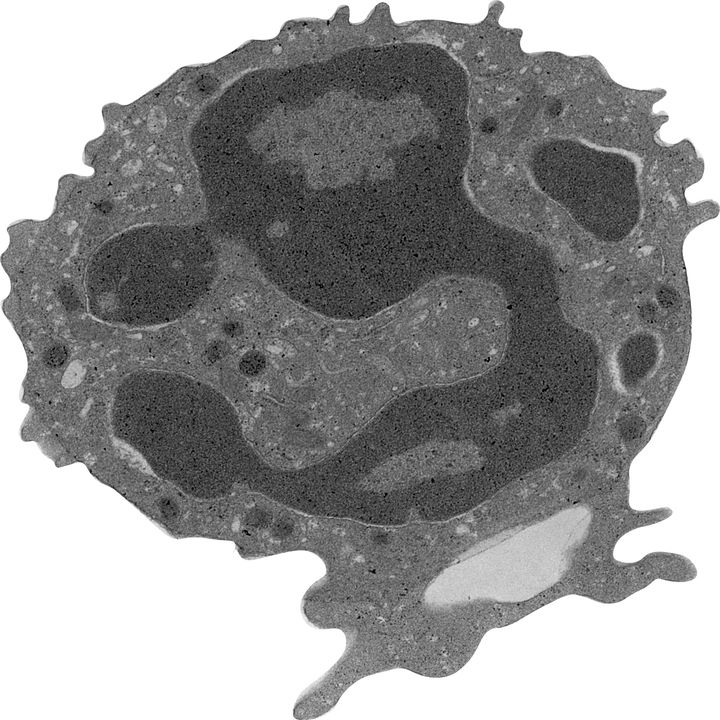 Image: Electron micrograph showing murine peritoneal polymorphonuclear neutrophil.