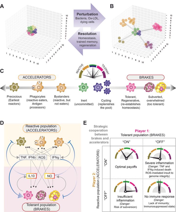 Macrophage states: there's a method in the madness